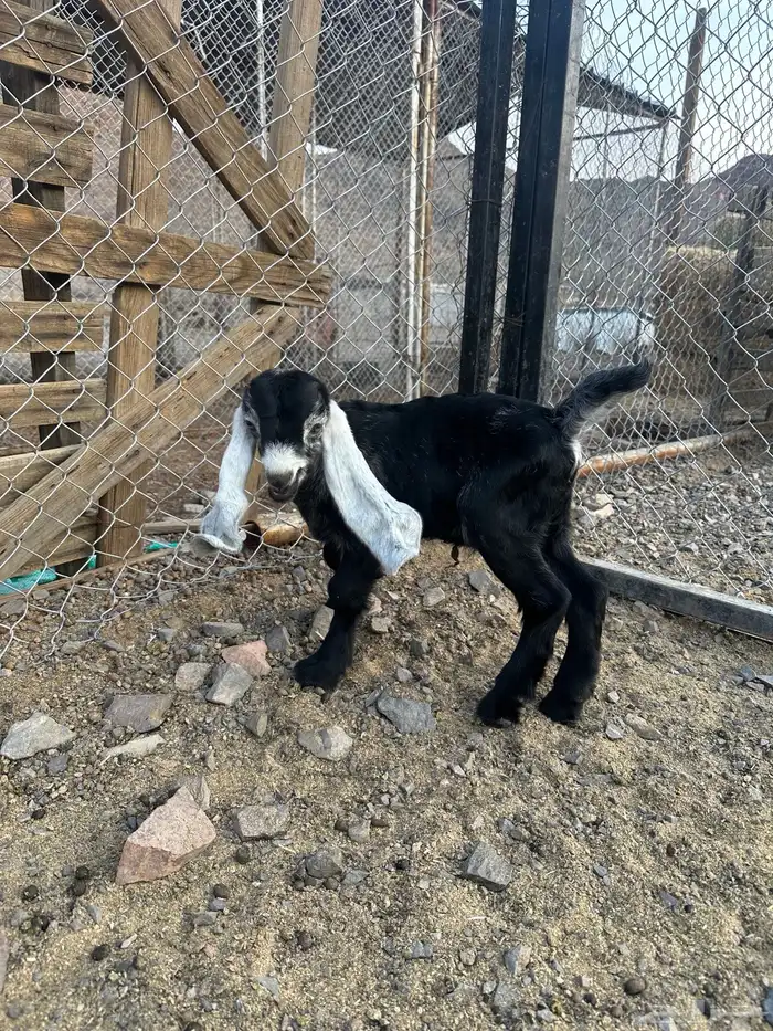 عنز خضرا مهي صغيره تحتها تيس 5