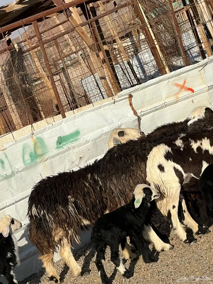 ضان نجد جروم ناهية 10معها 5 21