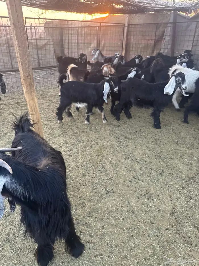 تيوس وجفار للبيع 8