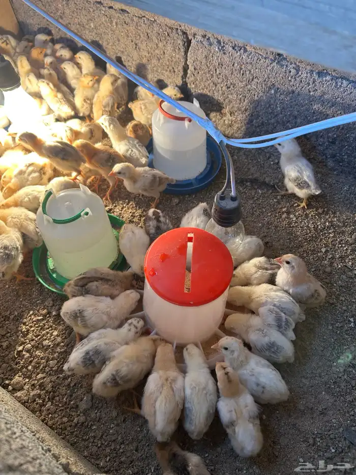 صوص بلدي فواخر والوان فواتح عمر 12 يوم 1