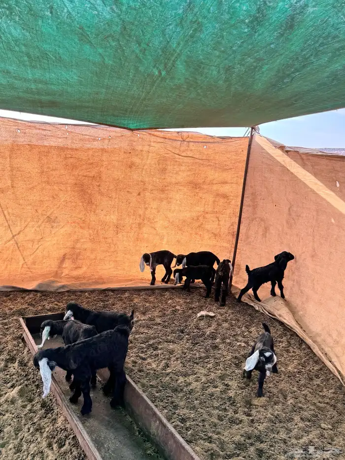 معزا عارضيات 1