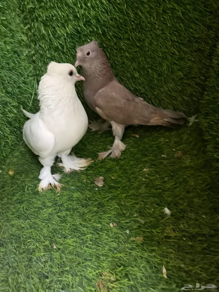 مجموعة ذكور زينه 31