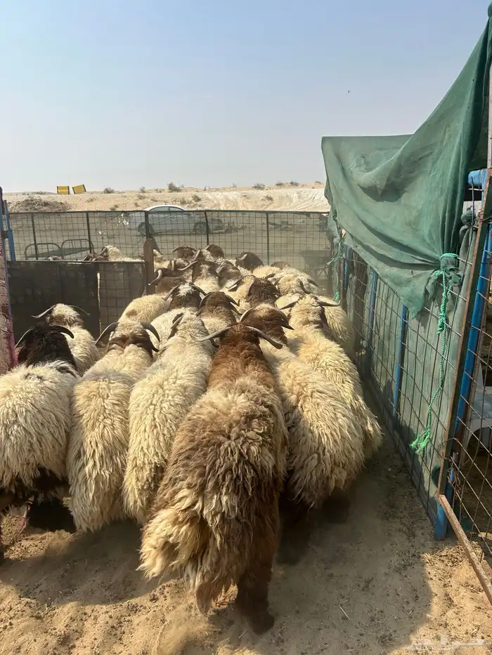 نعيم جبر ووسط وهرافي وحريات جبر ووسط وهرافي 5