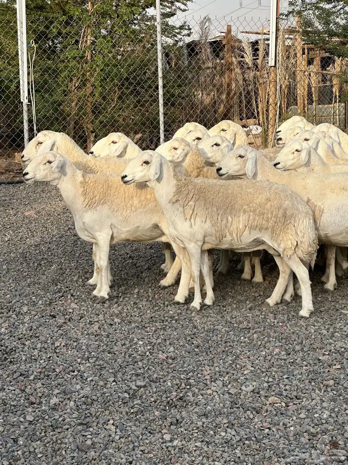 ضان حريات حرش صنف الصنف 40