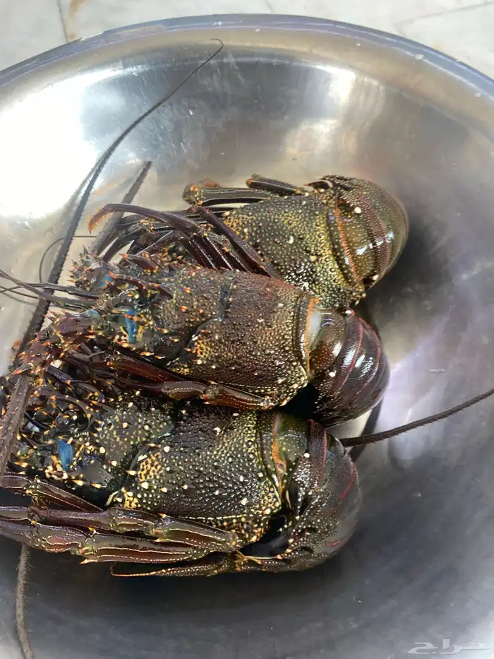 استكوز للبيع 1