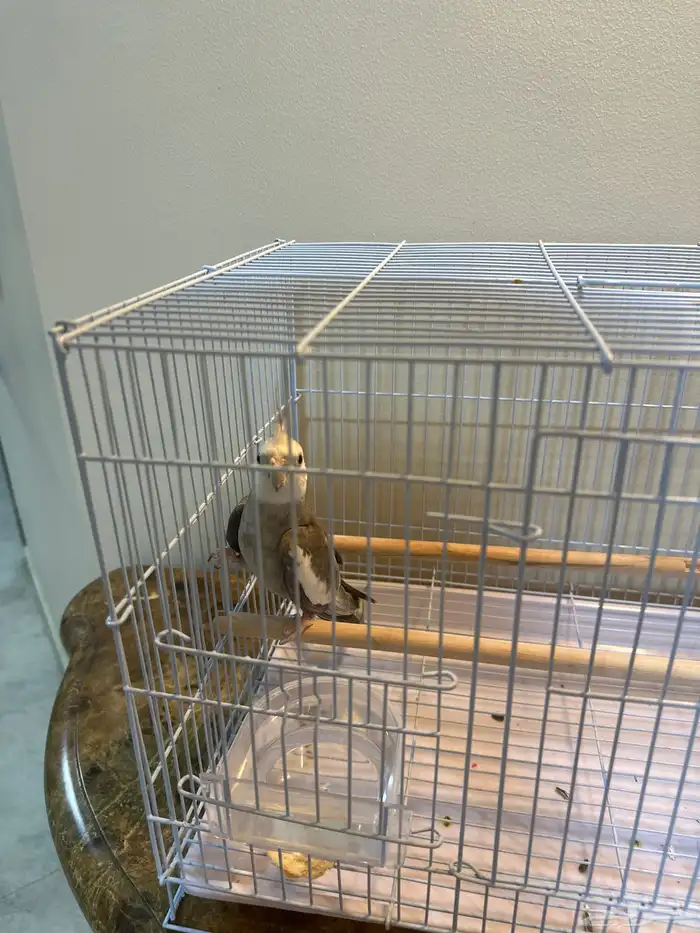 كروان هولندي ذكر   غير أليف الصحة ممتازه الحمدلله 0