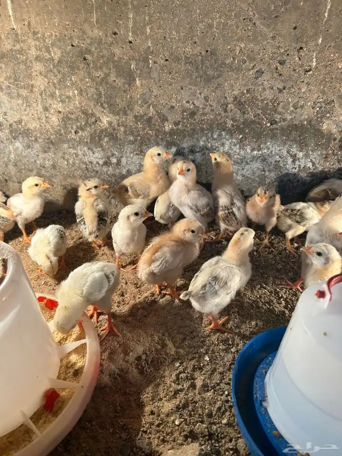 صوص بلدي فواخر والوان فواتح عمر 12 يوم 6