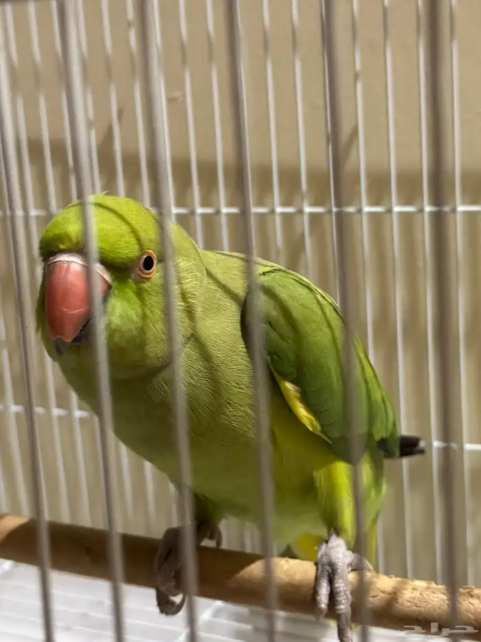 ببغاء دره انثى 2