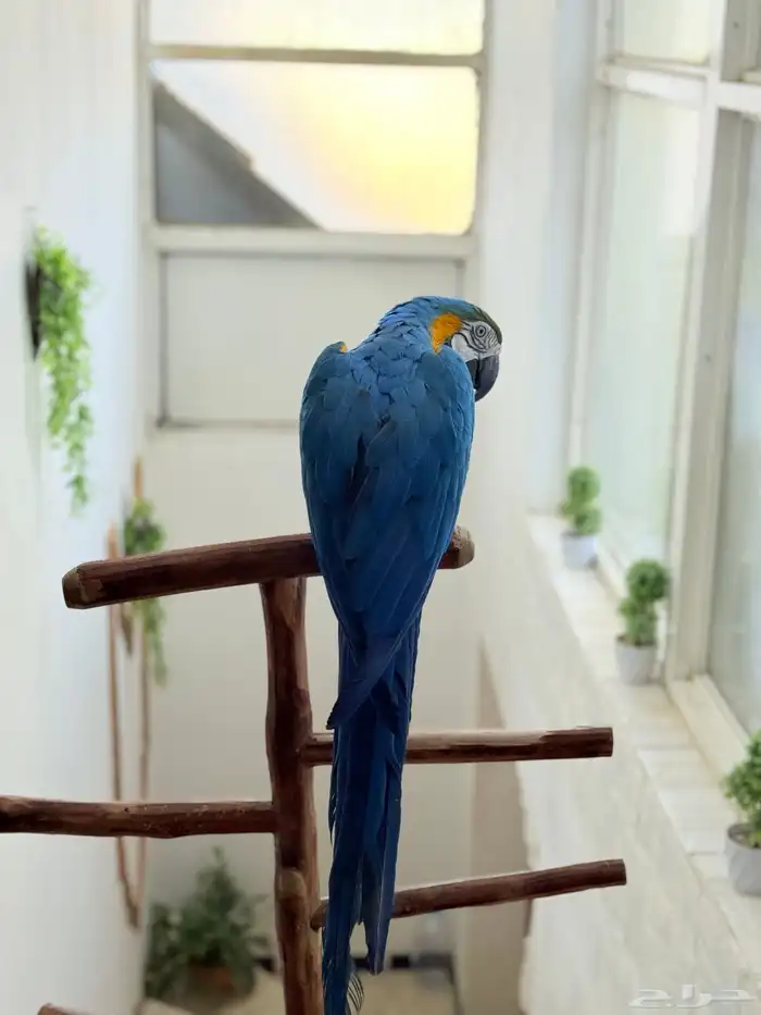 ببغاء مكاو اليف ولعوب ومتكلم 3