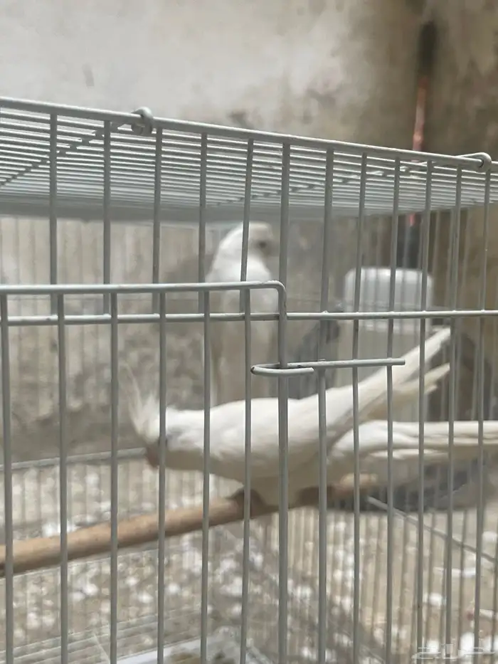 ذكور كروان 4