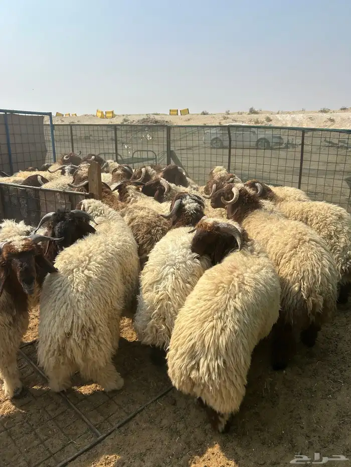 نعيم جبر ووسط وهرافي وحريات جبر ووسط وهرافي 10