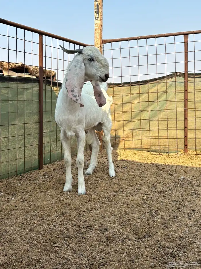 تيس بنجابي فاخر 2