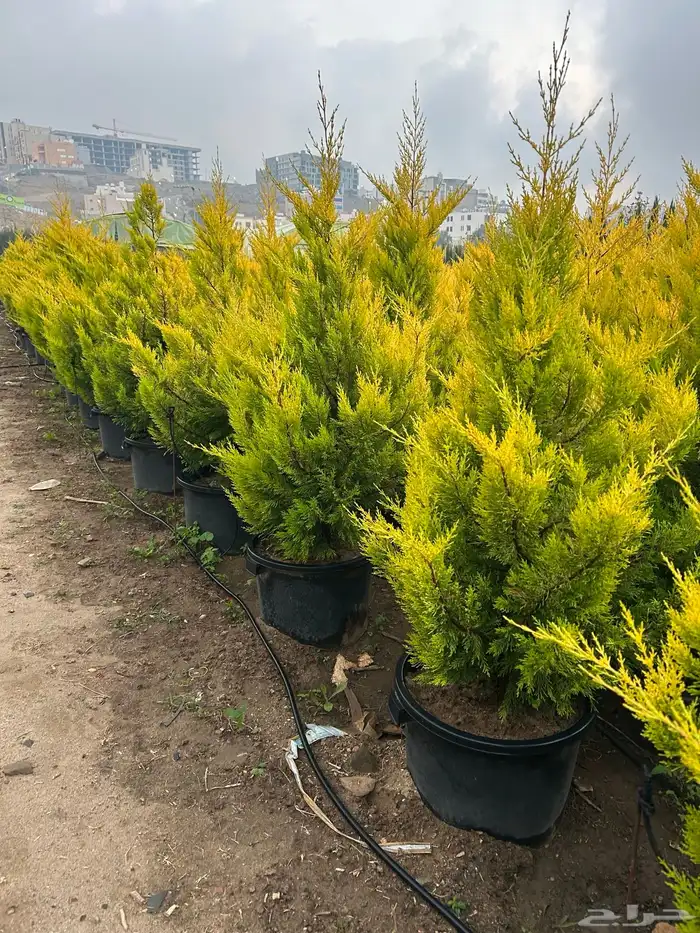 سرو عطري كبير شتلات 3