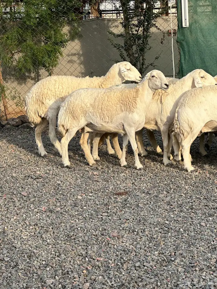 ضان حريات حرش صنف الصنف 11