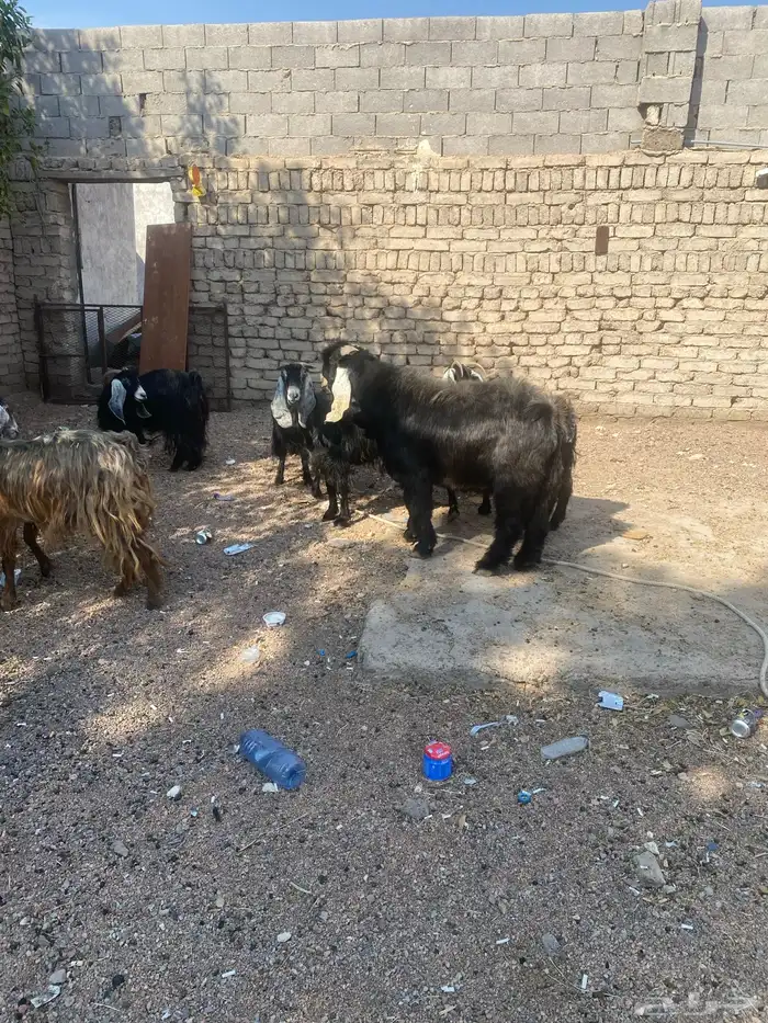 معزا ب فحلها 10