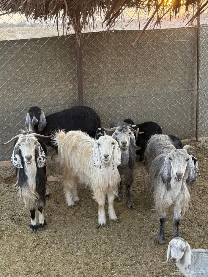 للبيع معزا عوارض العدد 6 وتحتها 10 0