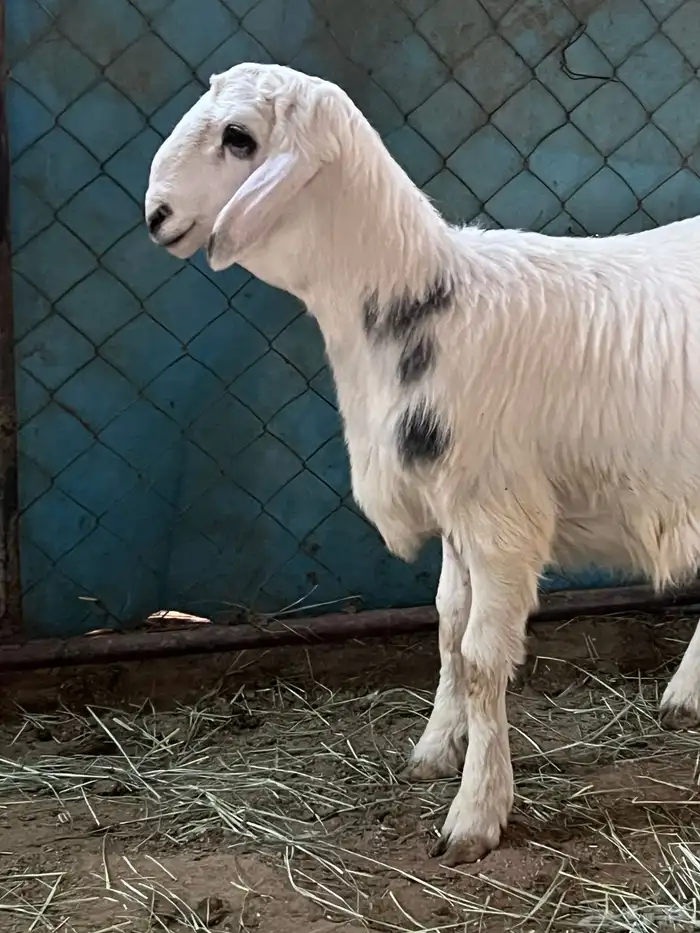 مشروع فحل صنف 1