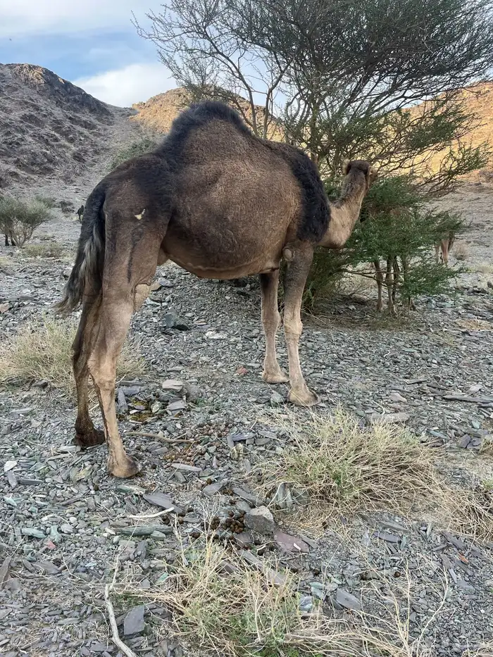 ناقه حمرا دهماء لقحه 4