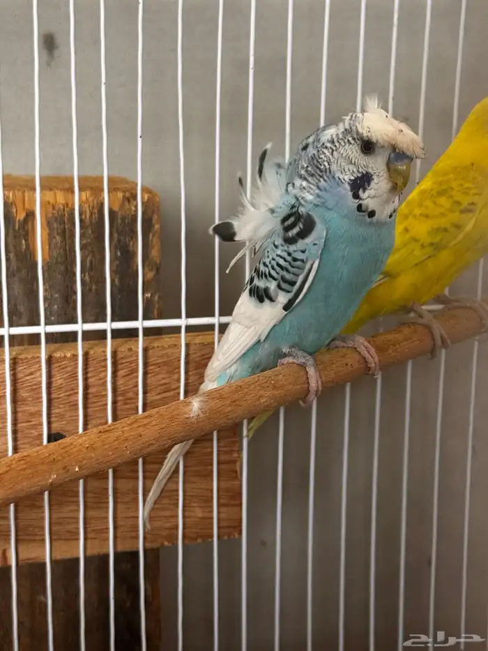 عصافير بادجي 1