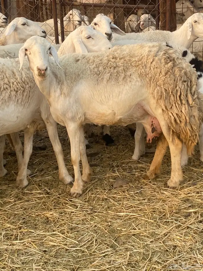 ضان صنف بنات بعض 3