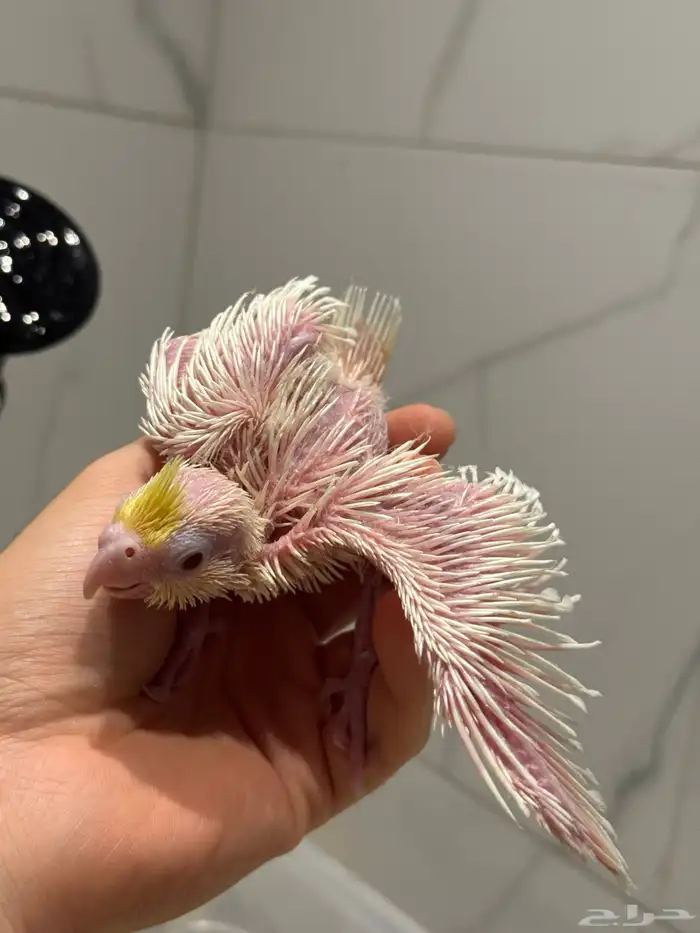 فرخ كروان - كوكتيل لاتينو بداية غر 2