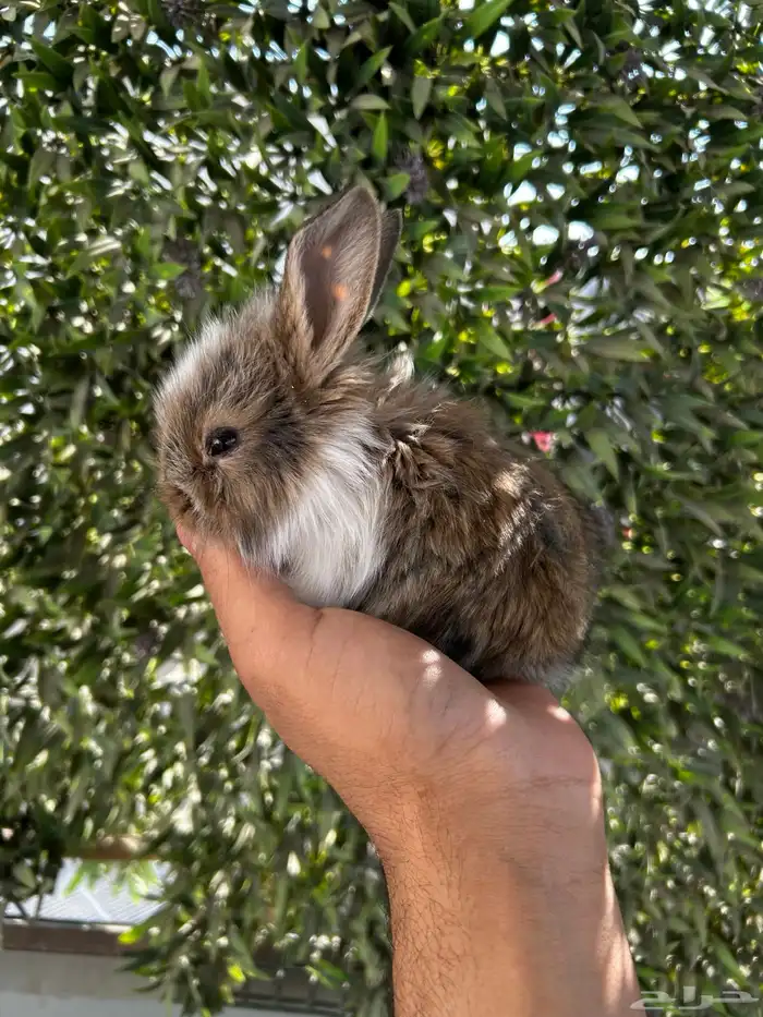 ارانب قزم كيوت و لطيفة و احجم صغيره 15