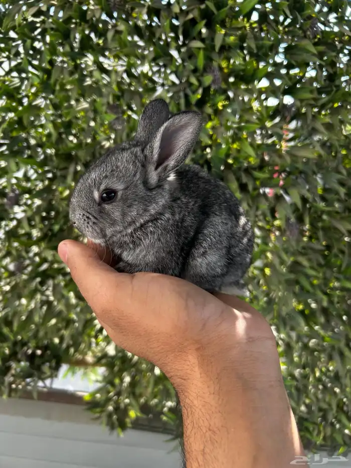 ارانب قزم كيوت و لطيفة و احجم صغيره 20