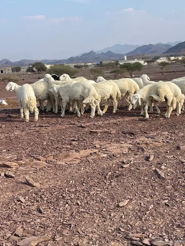 طليان حرية العدد 30 1