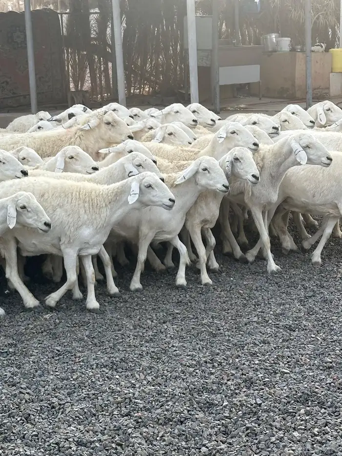 ضان حريات حرش صنف الصنف 7