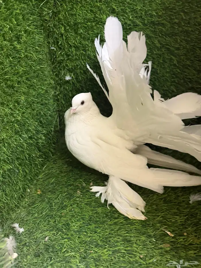 مجموعة ذكور زينه 7