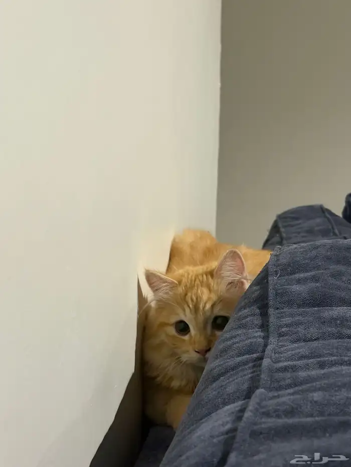 قط ذكر للتبني 2