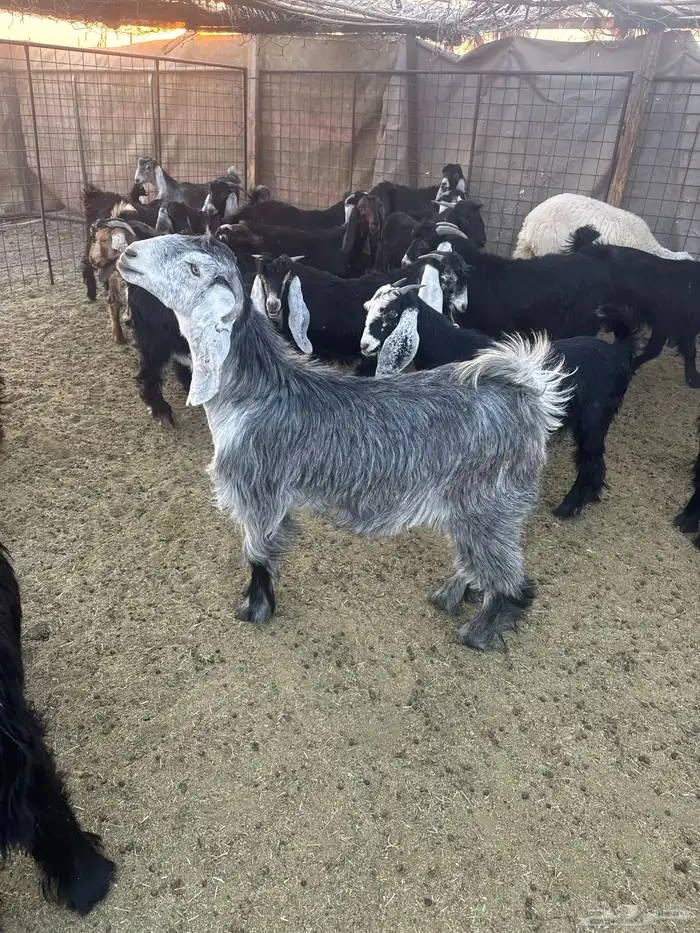 تيوس وجفار للبيع 7