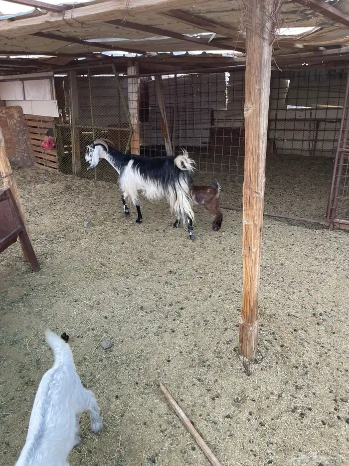 للبيع عنز معها جفره 4