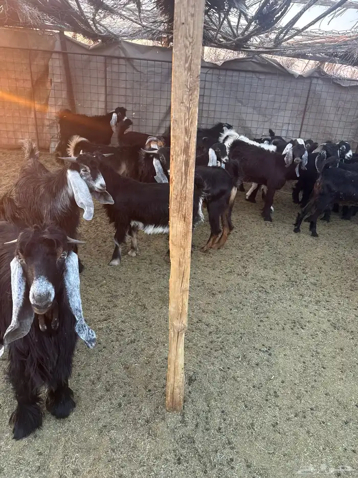 تيوس وجفار للبيع 3