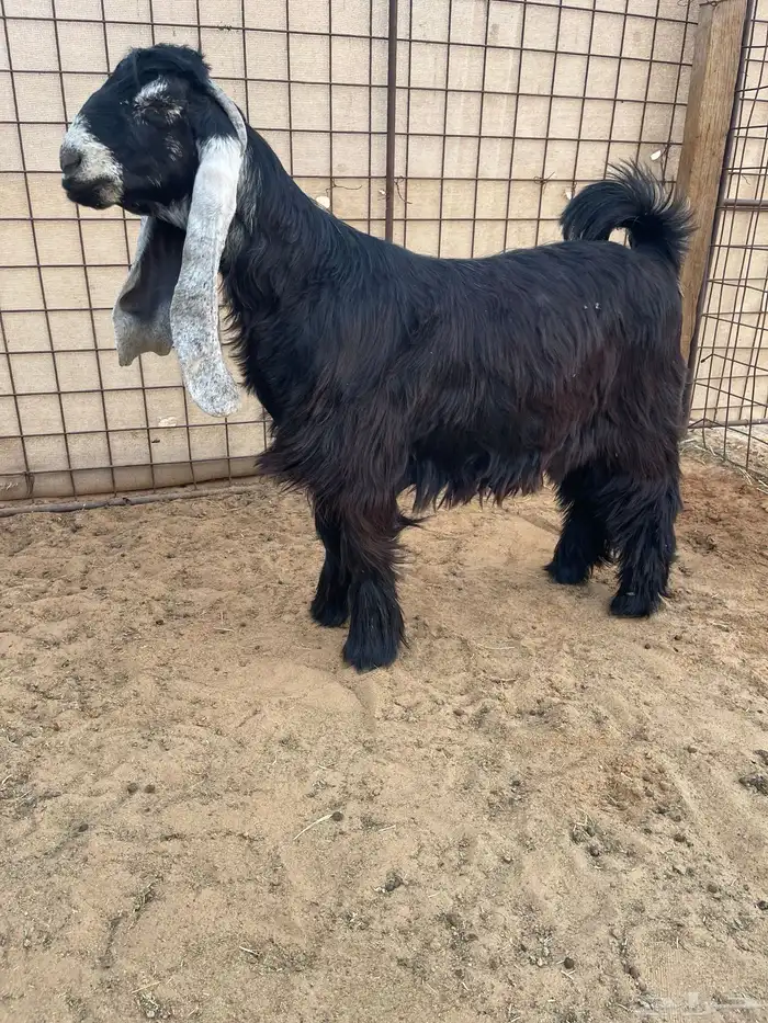 عرض بيع جذعات عوارض صنف 1