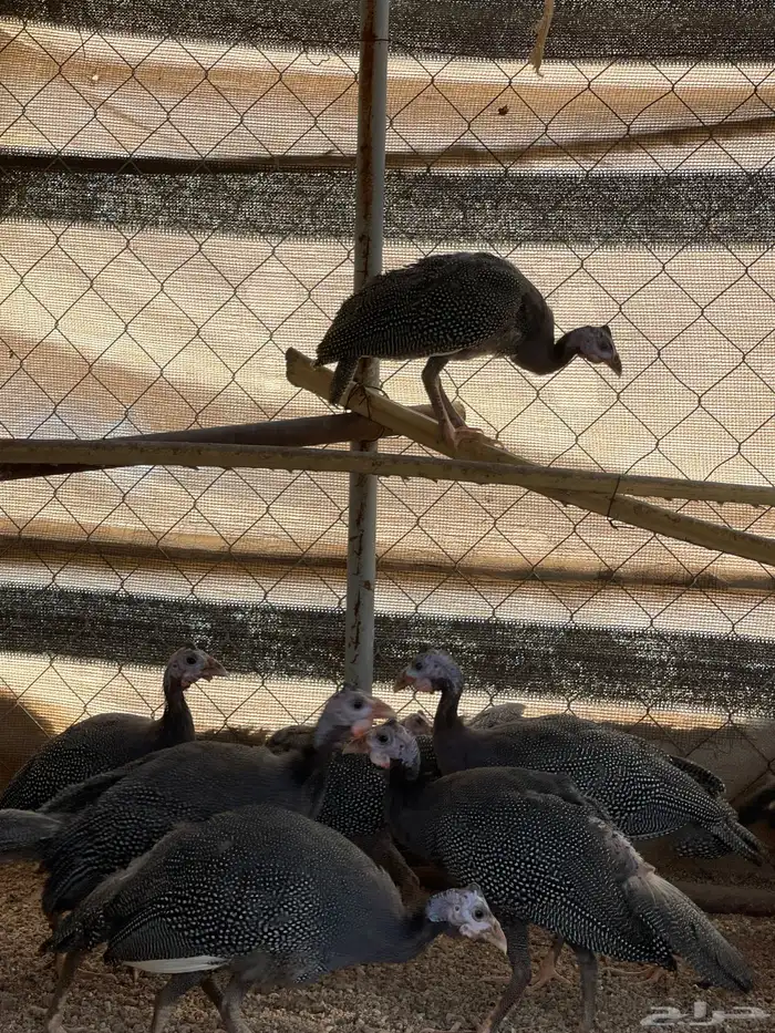 دجاج حبشي عمره 4 شهور 1