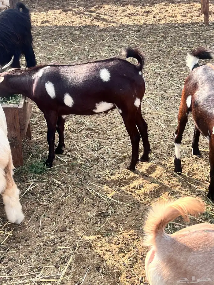 تيوس محايليه مخاصي 2