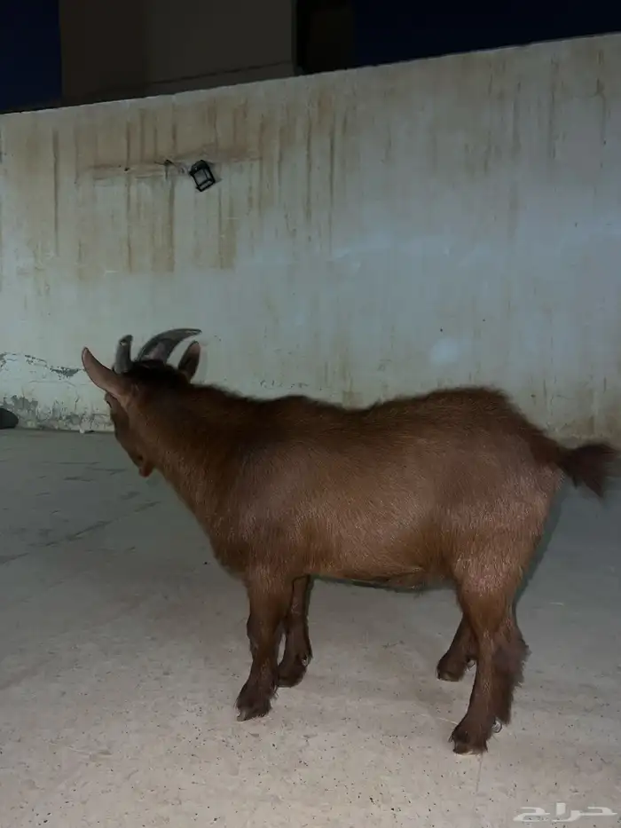 ماعز قزم للبيع 1