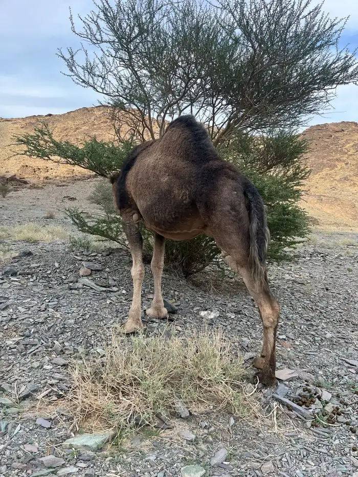 ناقه حمرا دهماء لقحه 8