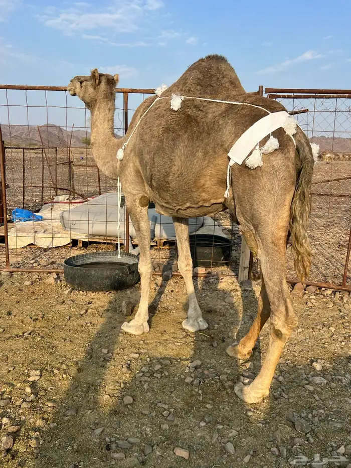 خلفه منيحه ب 8800 3