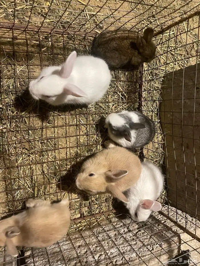 ارانب للبيع 3