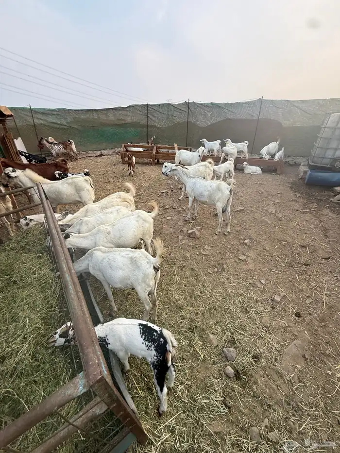 عرض وبيع مراح معزا بكامل 7