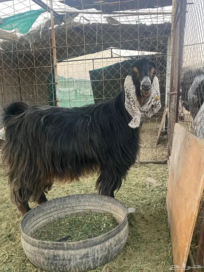 عنز عارضيه صنف 2