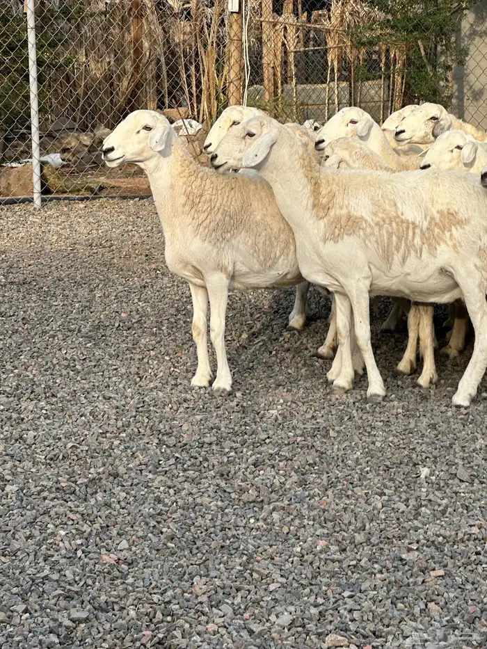 ضان حريات حرش صنف الصنف 53