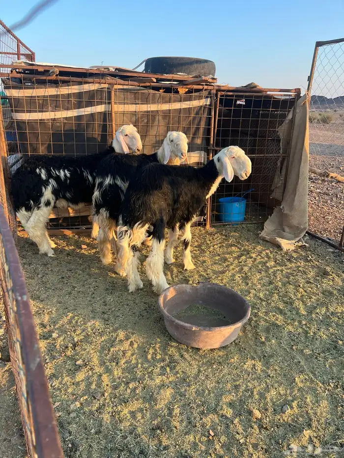 طليان جدعان جرم شعرة 0