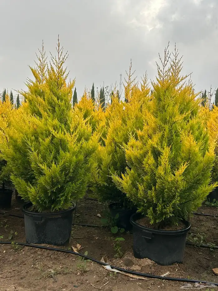 سرو عطري كبير شتلات 0