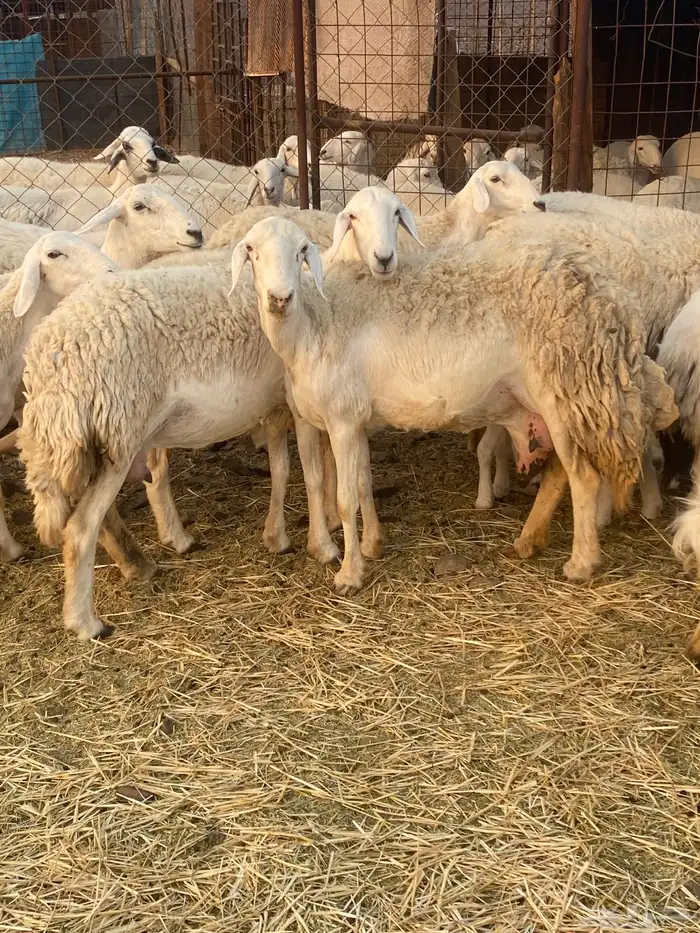 ضان صنف بنات بعض 4