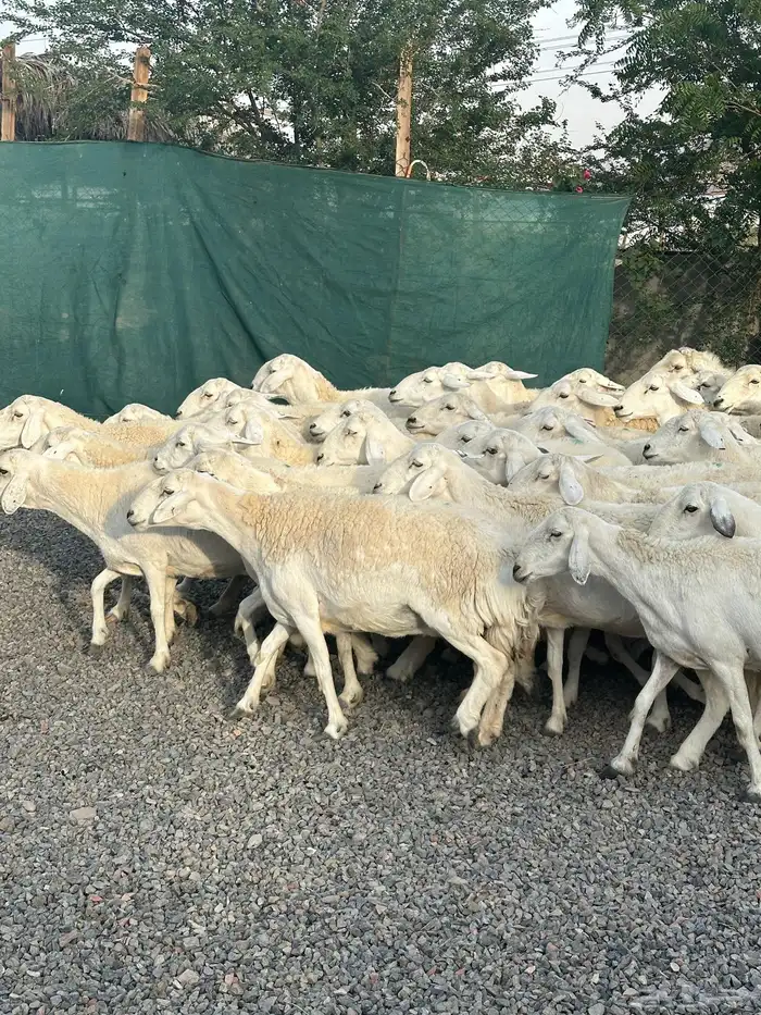 ضان حريات حرش صنف الصنف 52