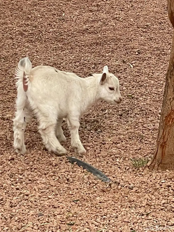 جفرة قزمي للبيع 2