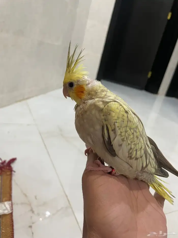 فرخ كروان اليف 0